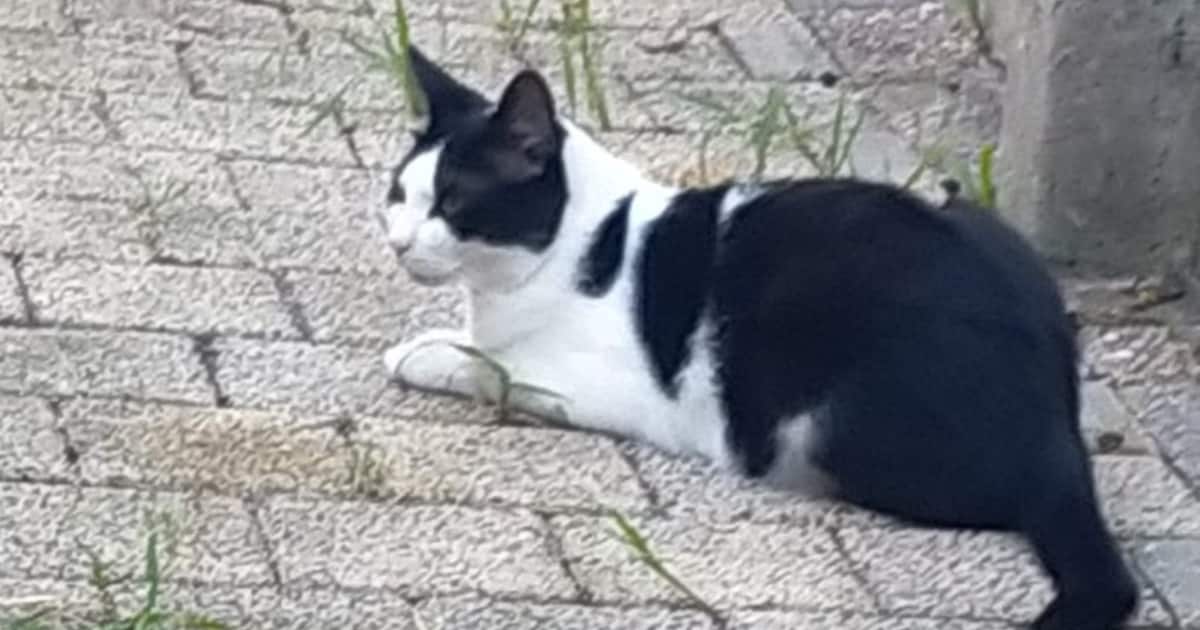 Heb jij Woellie of Edek gezien? Deze twee huisdieren worden in Stede Broec vermist