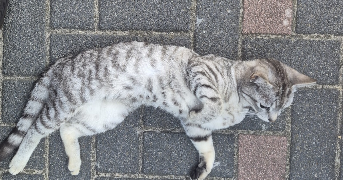 Heb jij Thunder gezien? Dit huisdier wordt in Gorinchem vermist
