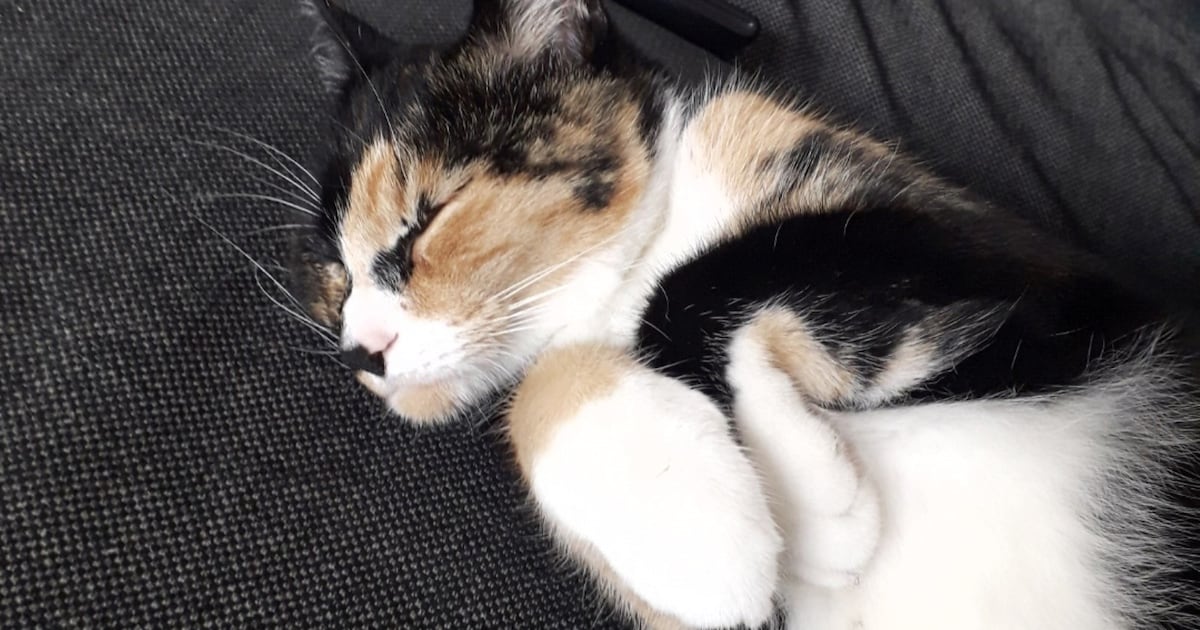Heb jij Bibi gezien? Dit huisdier wordt in Velsen vermist