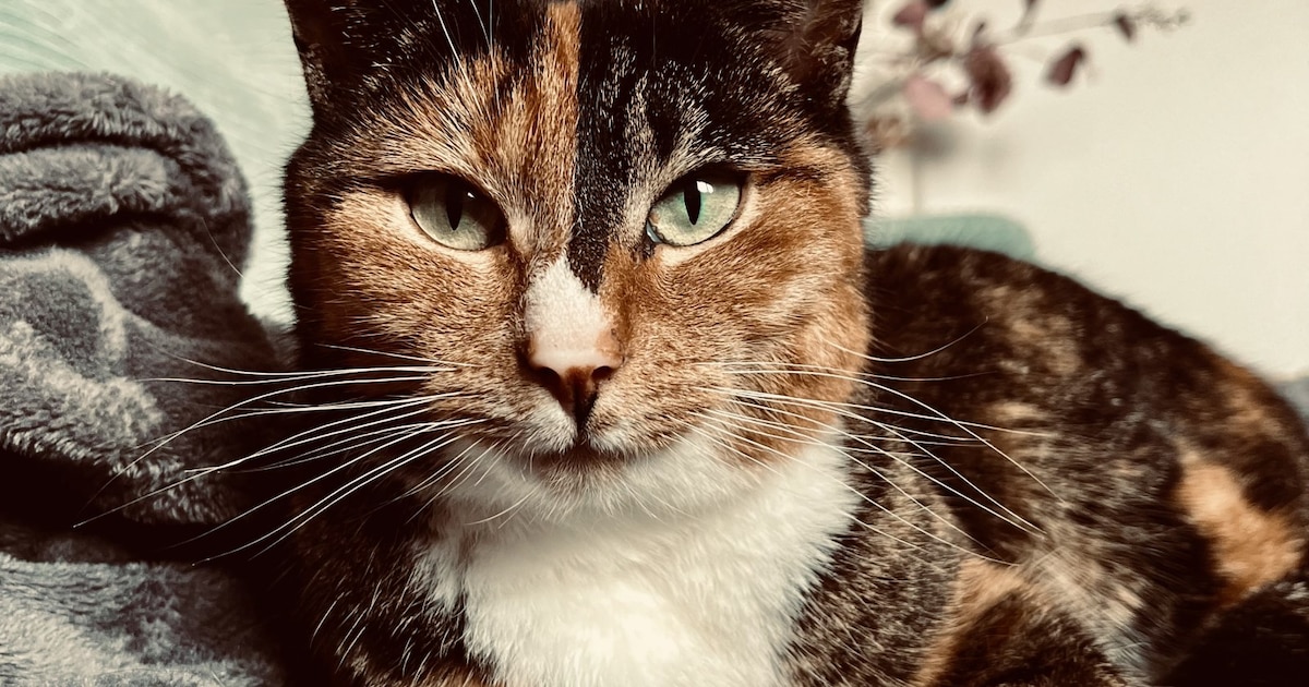 Heb jij Jip gezien? Dit huisdier wordt in Castricum vermist