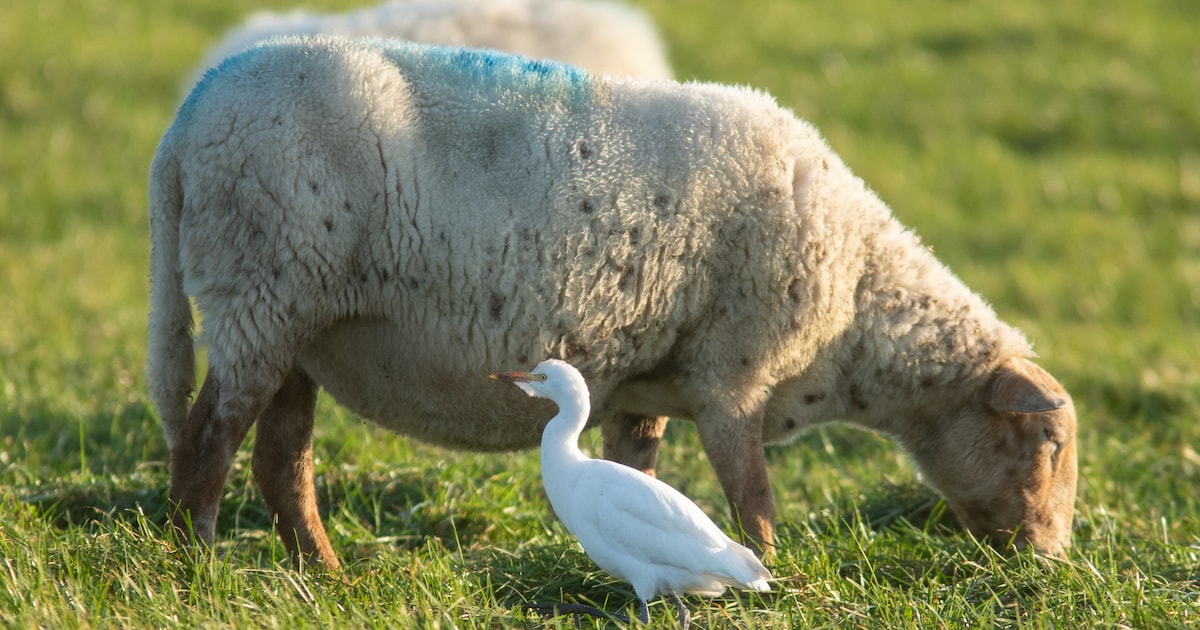 Bijzondere vogelsoorten nu te zien aan de Zuid-Hollandse Delta
