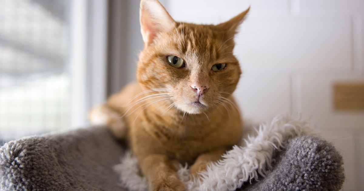 Gratis rondleidingen bij Dierentehuis Stevenshage in Leiden