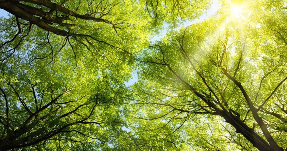 Bomen in Bergen op Zoom krijgen TreeTag tijdens Europese campagne