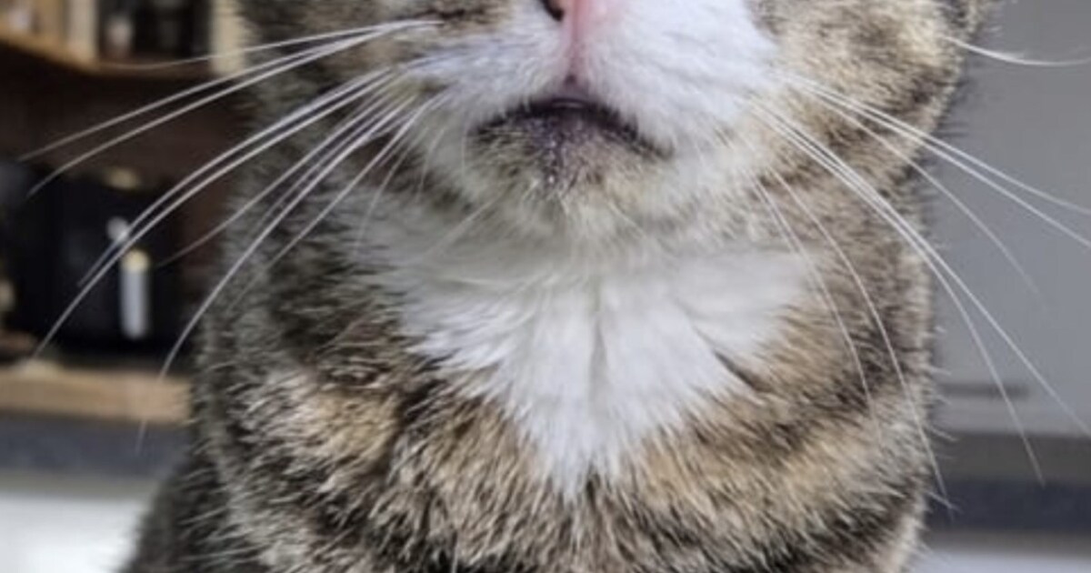 Heb jij Maxie gezien? Dit huisdier wordt in Steenwijkerland vermist