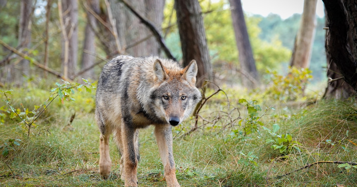Daar is-ie dan toch: de eerste échte wolf is nu gespot in Vijfheerenlanden