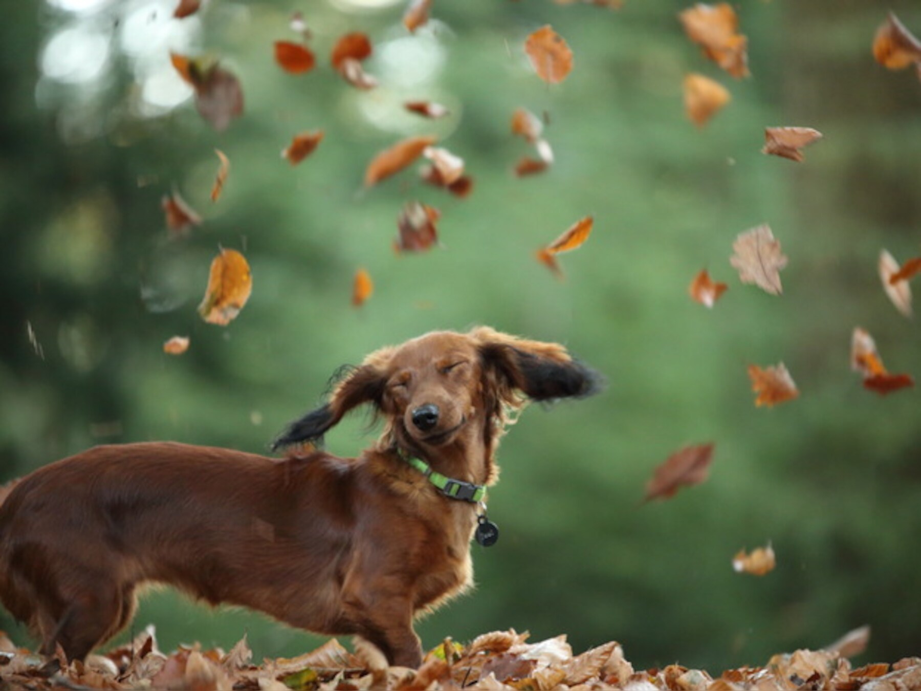Het is bijna Dierendag in Amersfoort: stuur je leukste foto in!