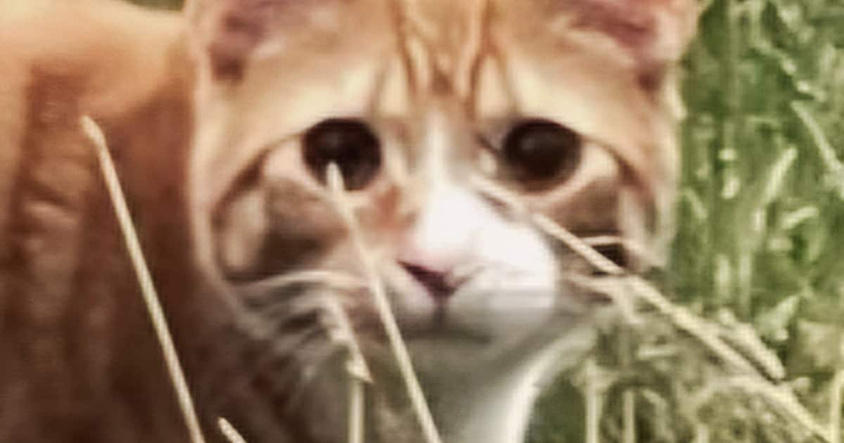 Heb jij Otis, Lilly of Beer gezien? Deze vier huisdieren worden in Bergen vermist
