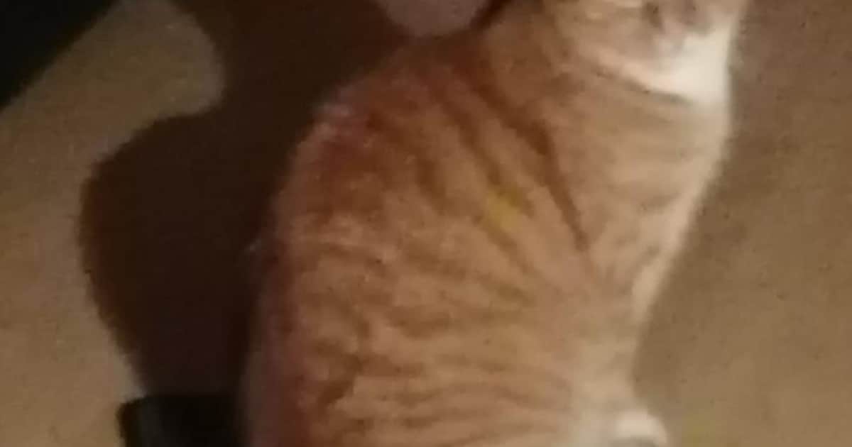 Heb jij Chili of Snoetie gezien? Deze twee huisdieren worden in Borsele vermist