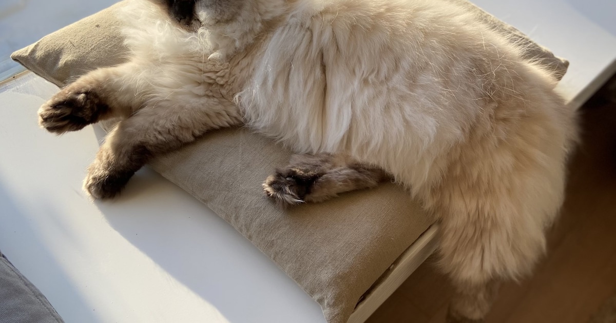 Heb jij Poes, Jyan of Tommy gezien? Deze drie huisdieren worden in Soest vermist
