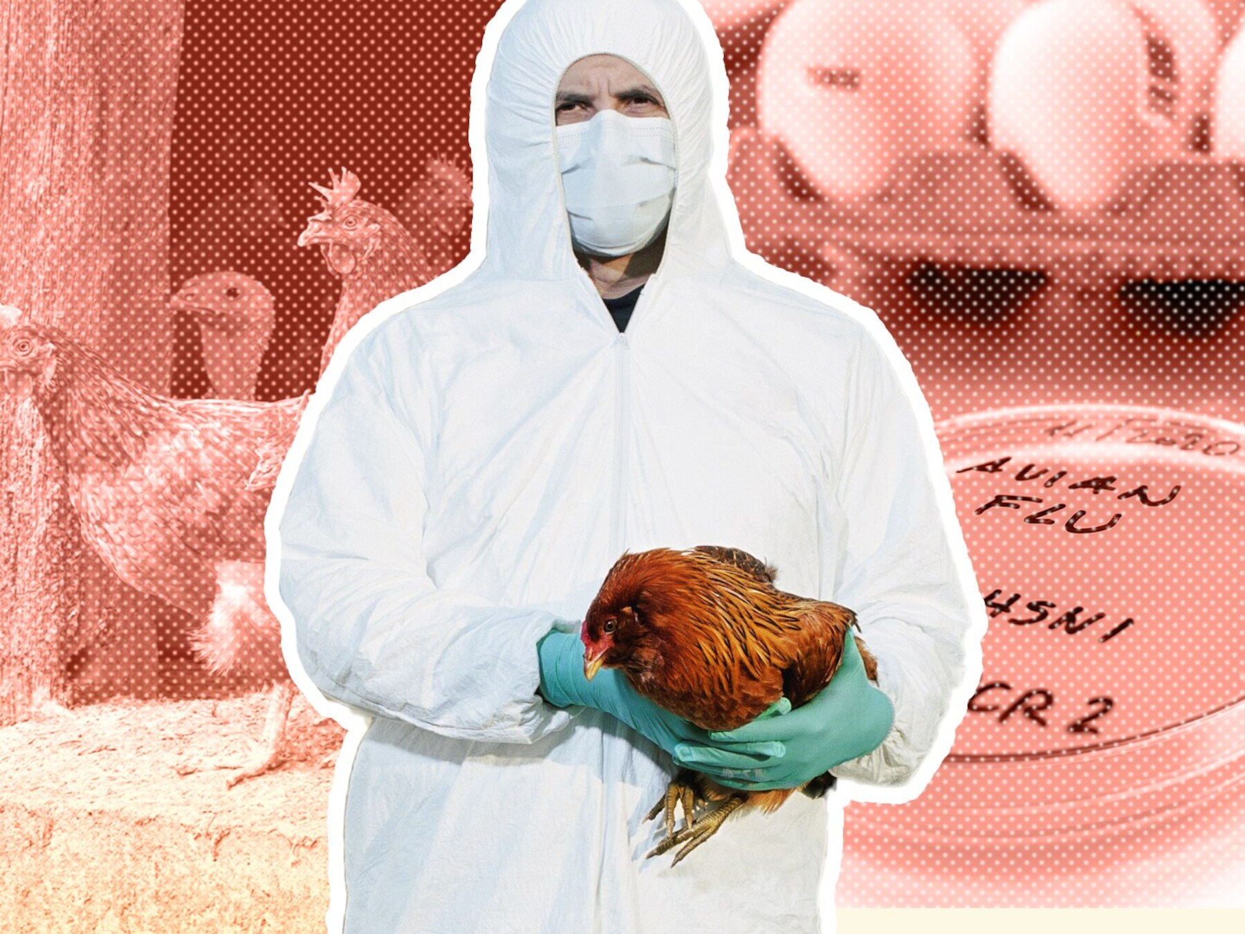 Vogelgriep slaat toe: zijn eieren straks nog te krijgen?