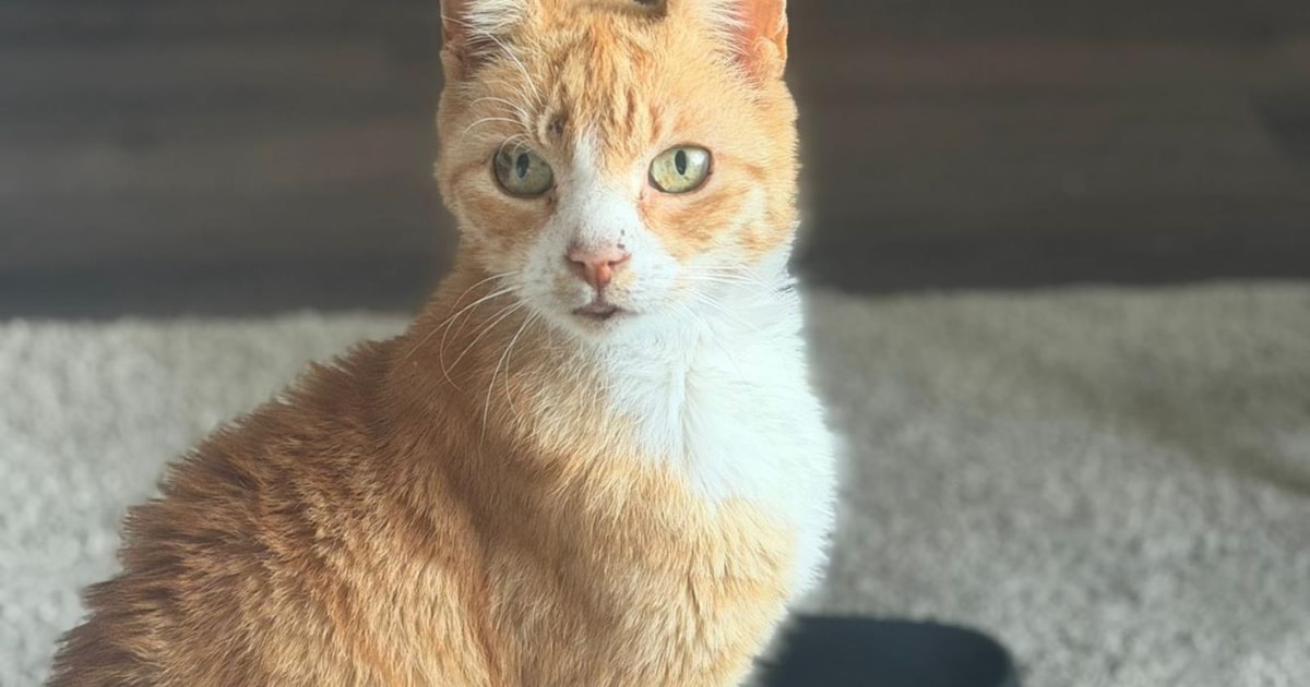 Heb jij Bram of Simba gezien? Deze twee huisdieren worden in Stadskanaal vermist