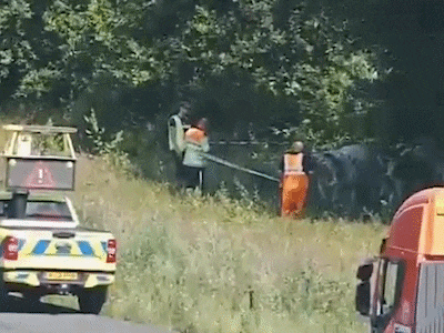 Zes ontsnapte runderen houden weginspecteurs bezig langs A1