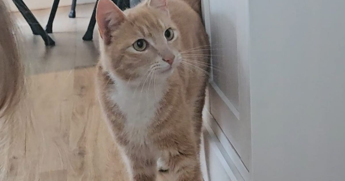Heb jij Ties gezien? Dit huisdier wordt in Ouder-Amstel vermist