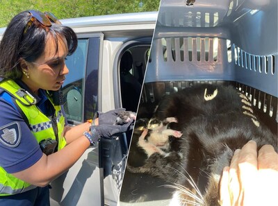 Poes midden in bevalling van zes kittens gevonden in bosjes