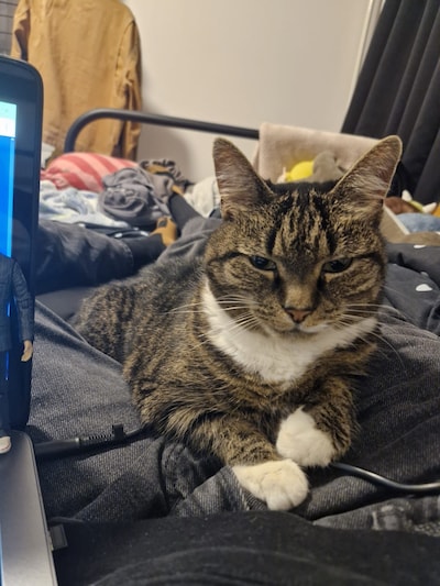 Heb jij Milou of Moosje gezien? Deze twee huisdieren worden in Oosterhout vermist