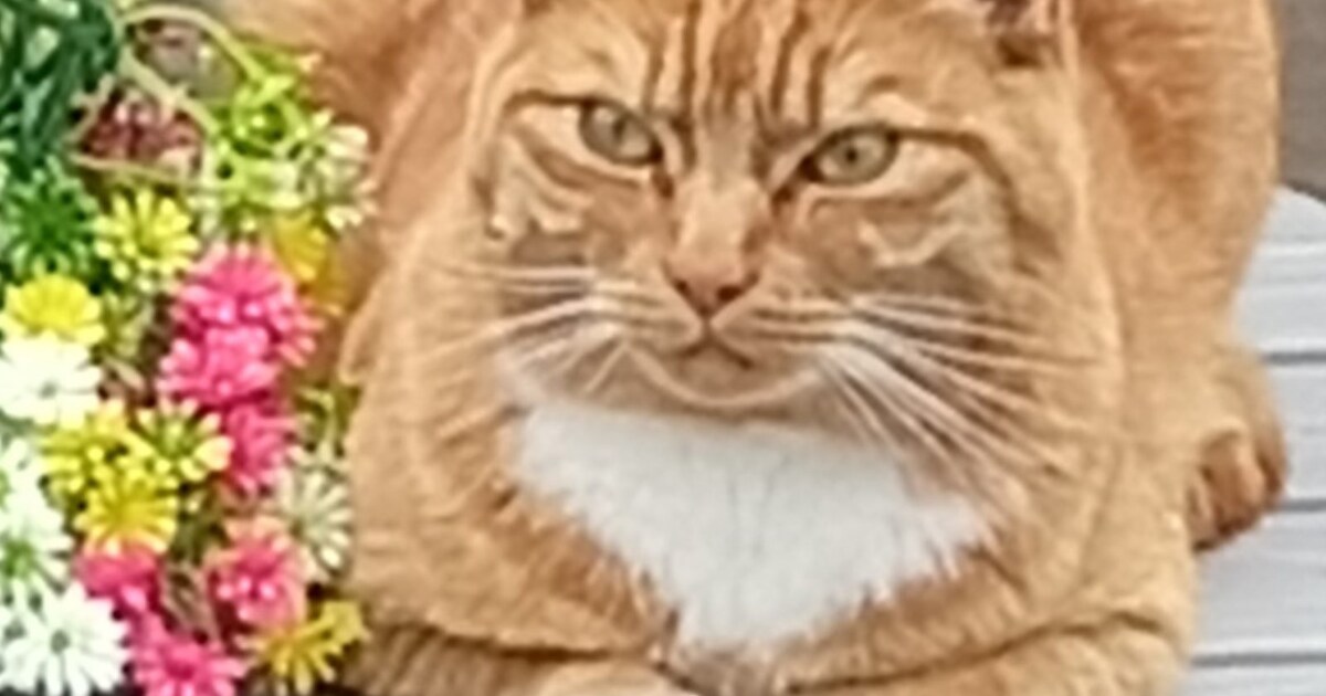 Heb jij Simba of Jip gezien? Deze twee huisdieren worden in Weststellingwerf vermist
