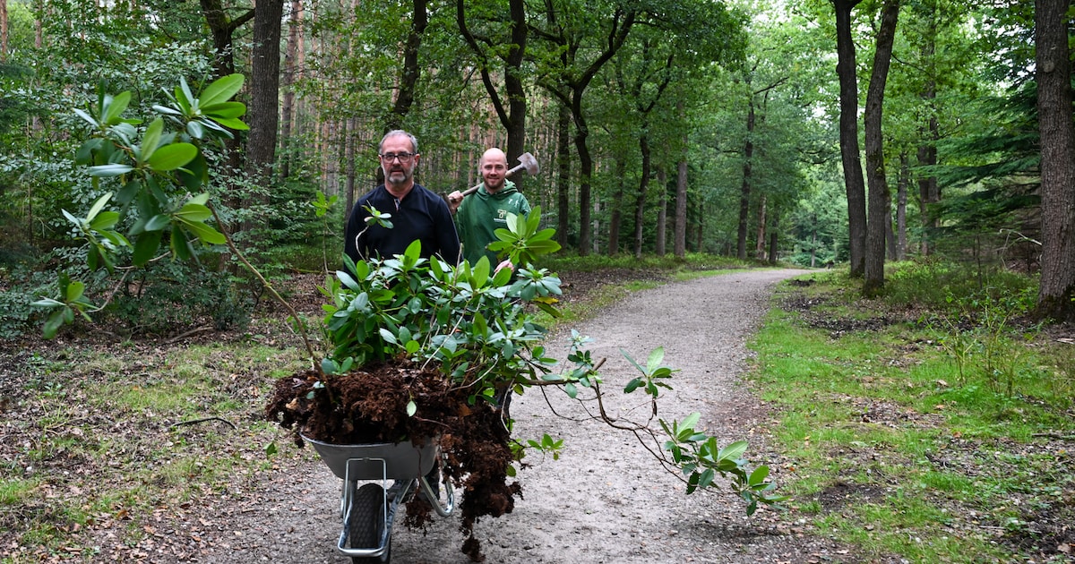 Gratis rododendron van deze plek: daar hebben veel mensen wat spierpijn voor over in Apeldoorn