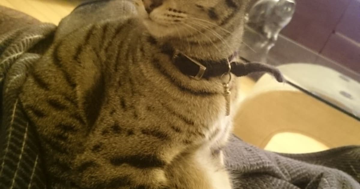 Heb jij Lynx gezien? Dit huisdier wordt in Opmeer vermist