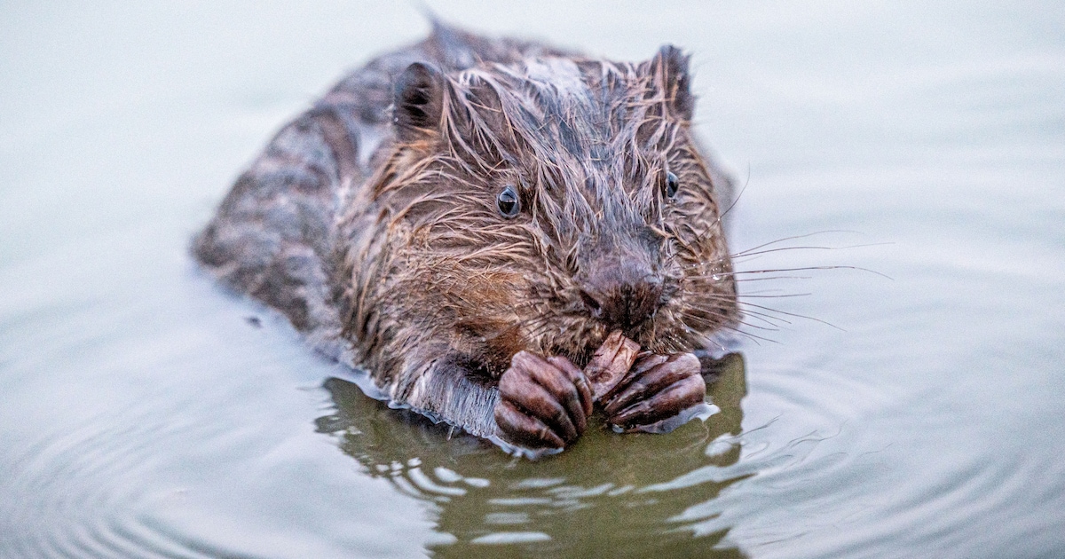 Zwemmende bever met tak in mond vastgelegd op camera in Gouda