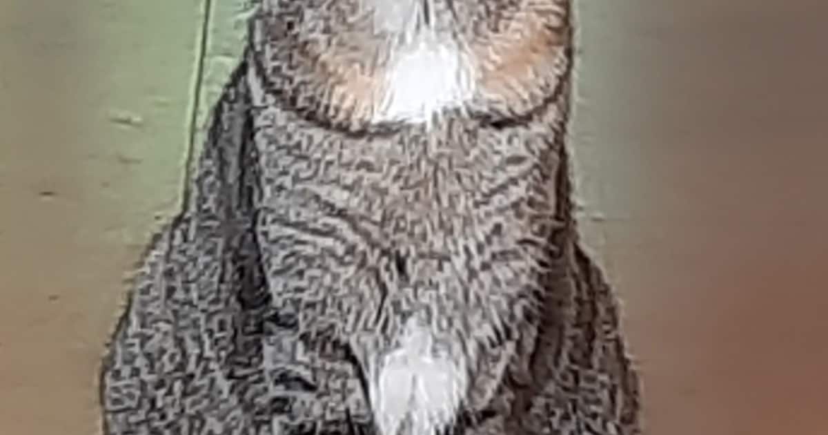 Heb jij Lotje of Lola gezien? Deze twee huisdieren worden in Helmond vermist