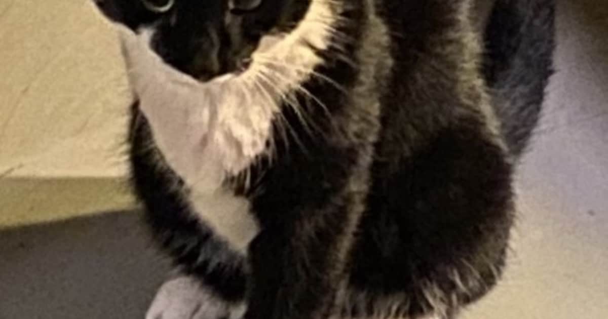 Heb jij Mint, Grietje of Norris gezien? Deze drie huisdieren worden in Meierijstad vermist