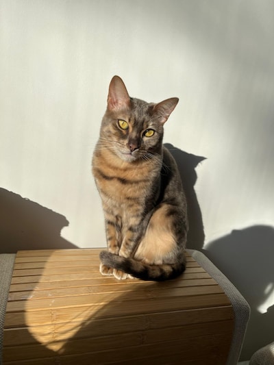 Heb jij Rex of Yumi gezien? Deze twee huisdieren worden in Zaltbommel vermist