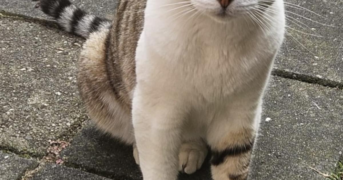 Heb jij Jip of Tommy gezien? Deze twee huisdieren worden in IJsselstein vermist