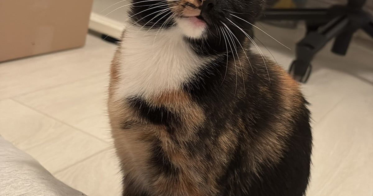 Heb jij Joe of Coco gezien? Deze twee huisdieren worden in Goes vermist