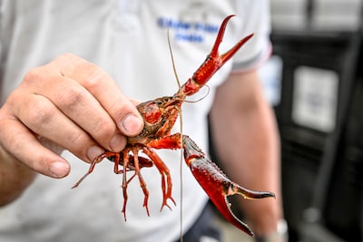 Waterkwaliteit onder druk: 82 bestrijdingsmiddelen aangetroffen en aantal rivierkreeften verdubbeld