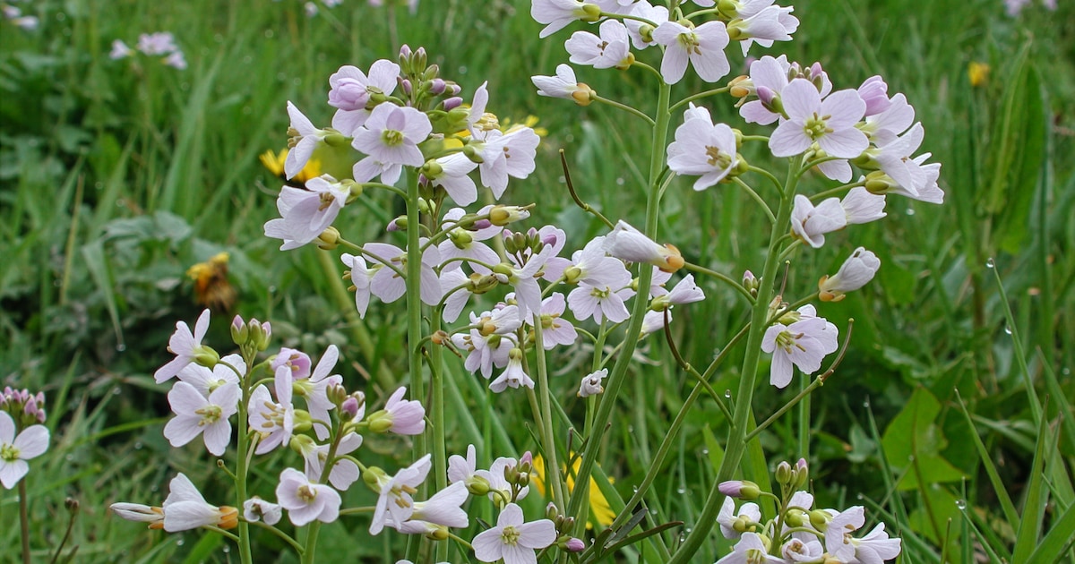 Lentewandeling in Natuurtuin Westerpark, gids vertelt over planten en dieren