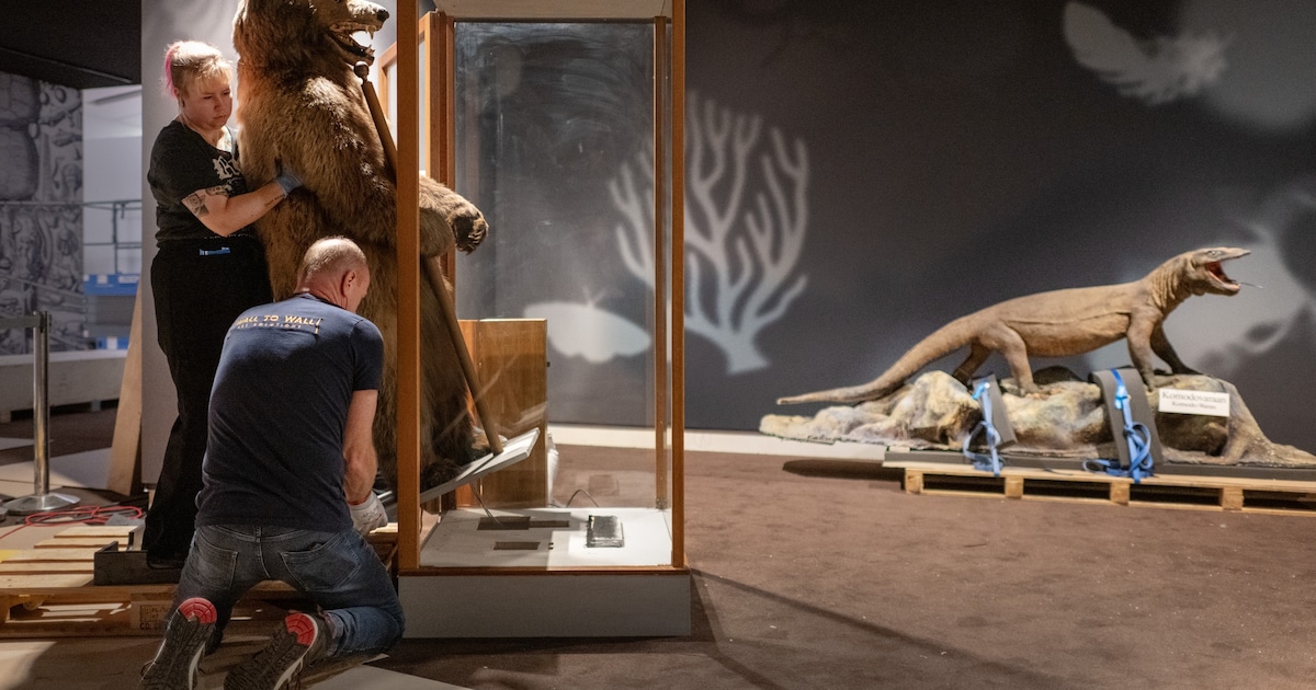 Drents Museum bouwt Microkosmos op: meer dan 300 bizarre voorwerpen in Singelzaal