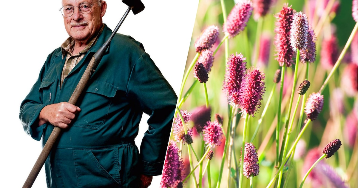 Bloemen in je grasveld mogen best, sommige komen gewoon gratis aanwaaien