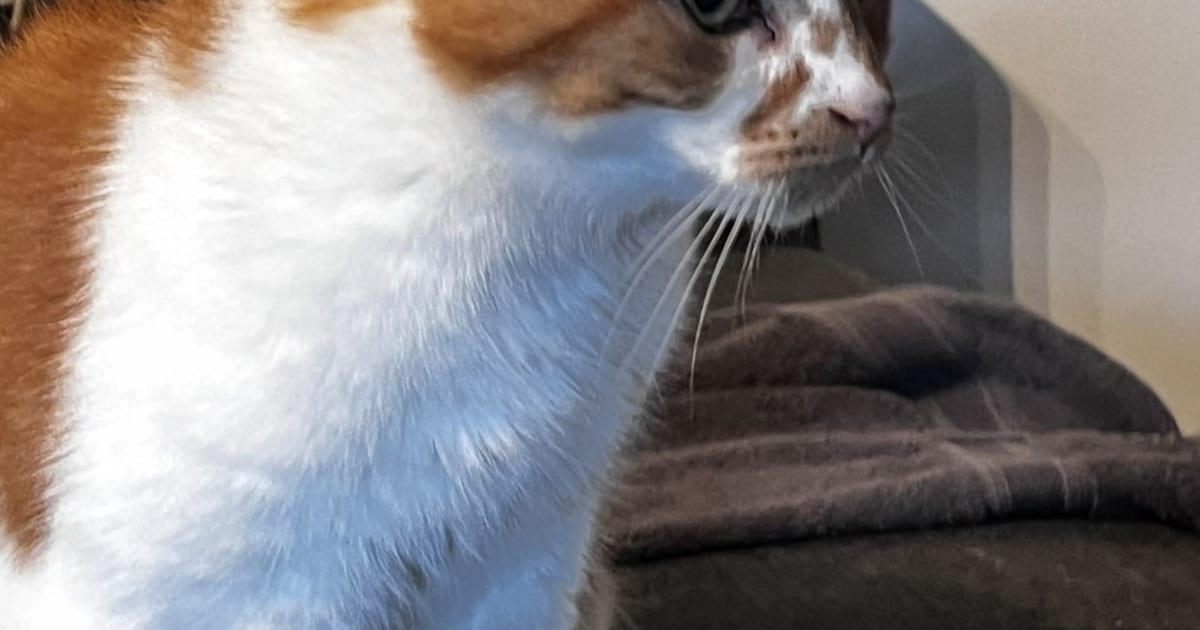 Heb jij Maxi gezien? Dit huisdier wordt in Arnhem vermist