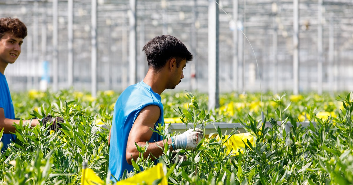 Met betere begeleiding kunnen meer asielzoekers aan het werk