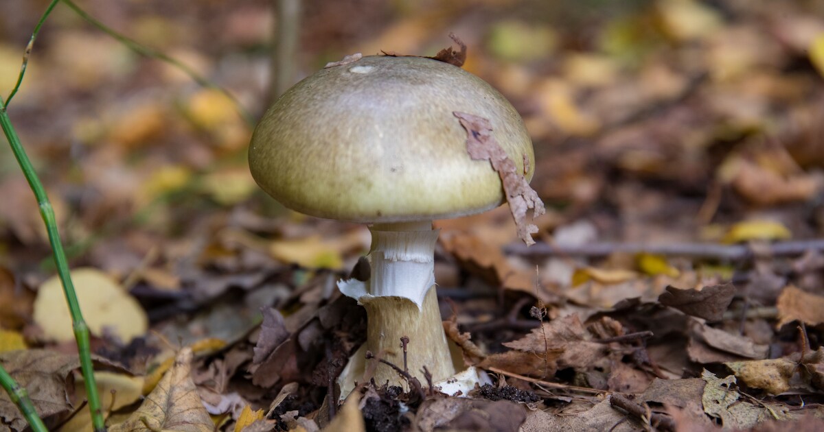 Negen mensen ziek na eten giftige paddenstoelen | Regio | AD.nl