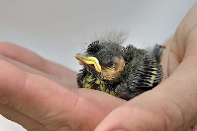 Het nestje van de jonge koolmees was niet te vinden, gelukkig was er plek in een couveuse