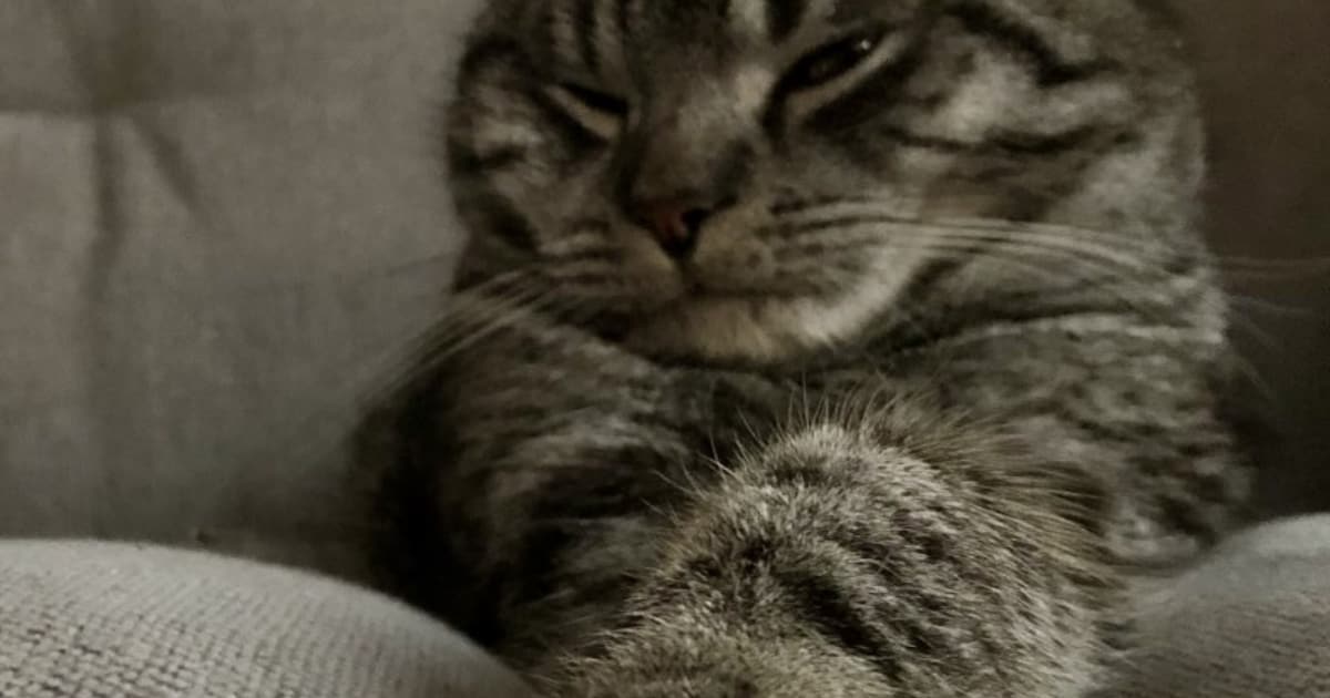 Heb jij Puk of Sanyi gezien? Deze twee huisdieren worden in Leudal vermist