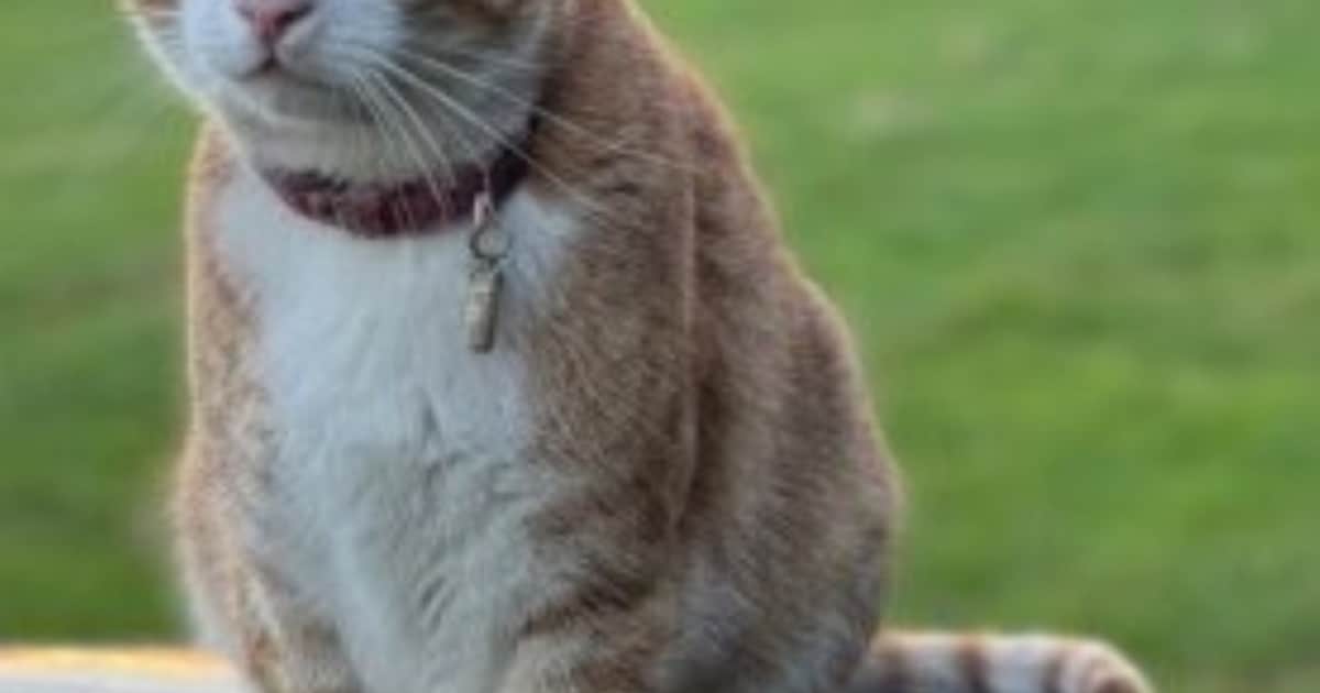 Heb jij Kenai of Sam gezien? Deze twee huisdieren worden in Westerveld vermist