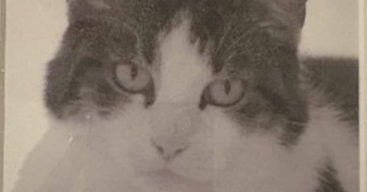 Heb jij Koos gezien? Dit huisdier wordt in Uithoorn vermist