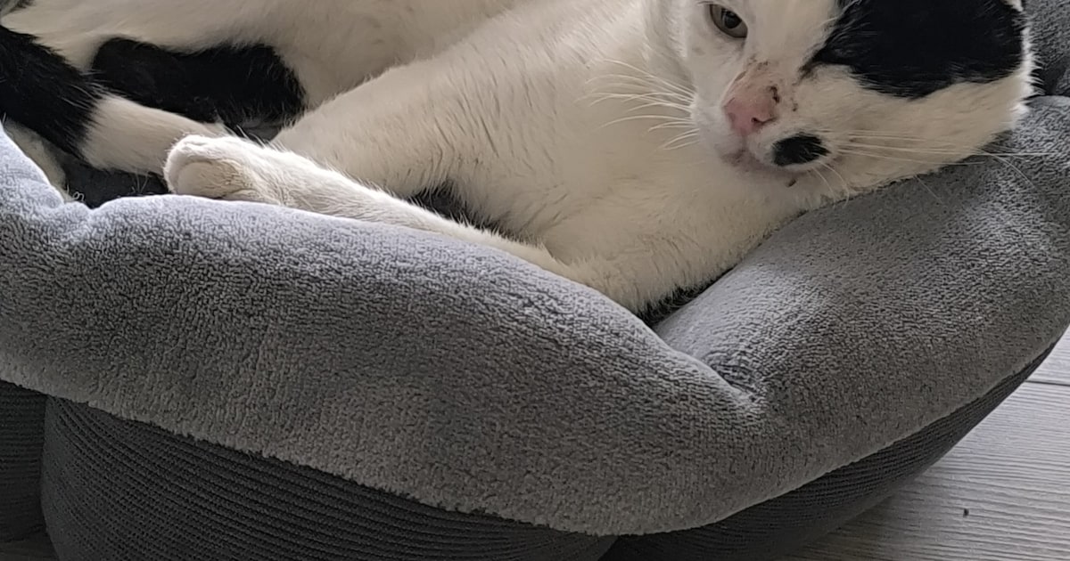 Heb jij Olaf gezien? Dit huisdier wordt in Hillegom vermist