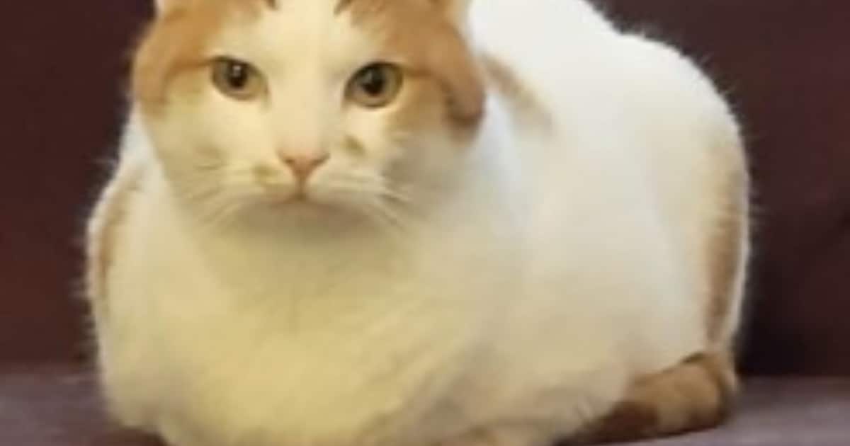 Heb jij Spekkie, Miets of Haze gezien? Deze drie huisdieren worden in Maastricht vermist