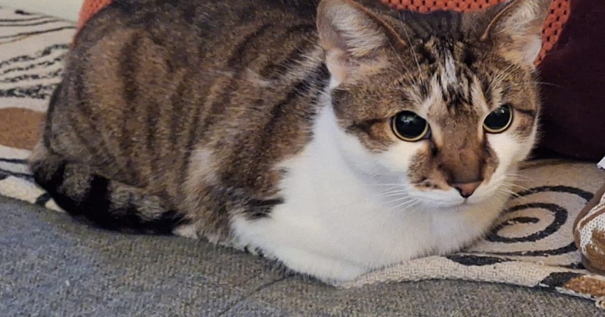 Heb jij Willem, Benz of Freddie gezien? Deze vier huisdieren worden in Alkmaar vermist