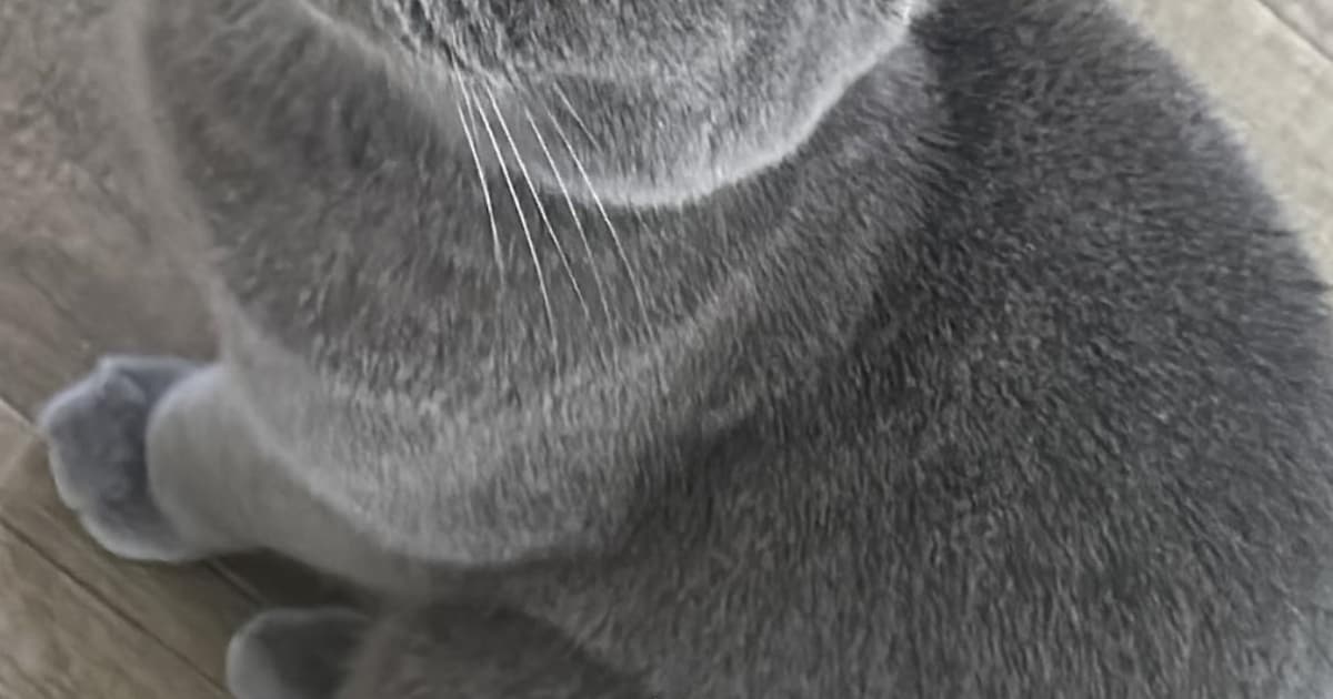 Heb jij Teddy of Charlie gezien? Deze twee huisdieren worden in Oegstgeest vermist