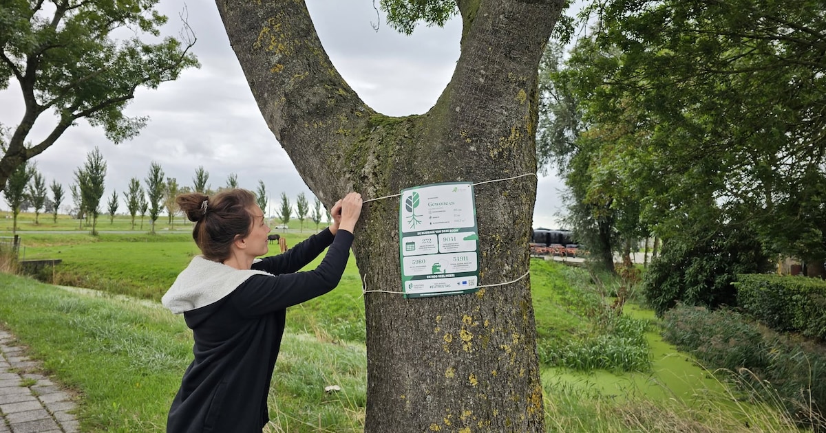 TreeTags geven in Friesland informatie over waarde van bomen