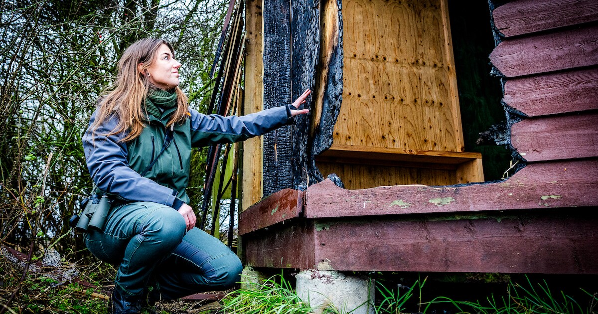 Boswachter verdrietig over afgebrande vogelkijkhut in Sommelsdijk: ‘Veel mensen beleefden er plezier