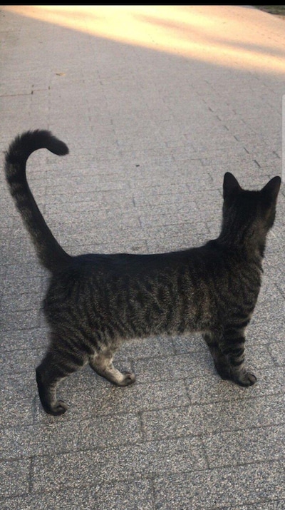 Heb jij Nala, Minny of Miwi gezien? Deze 20 huisdieren worden in Tilburg vermist