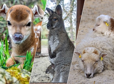 Hoe schattig: volop geboortes in dierentuin Nordhorn
