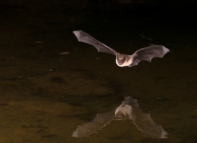 Oss onderzoekt verblijfplaatsen van vleermuizen en vogels