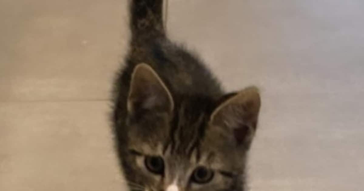 Heb jij Bailey of Micky gezien? Deze twee huisdieren worden in Roermond vermist