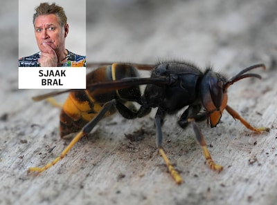 Op dit moment ontwaken 500 hoornaarkoninginnen uit hun winterslaap: prettige zomer allemaal!